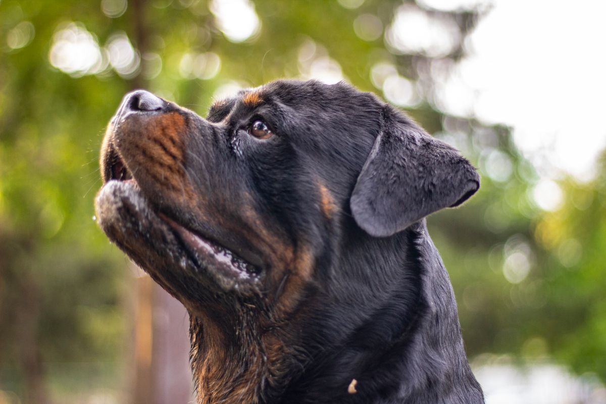 Adoptar un rottweiler o pitbull en Colombia: requisitos legales para razas de manejo especial (2026)