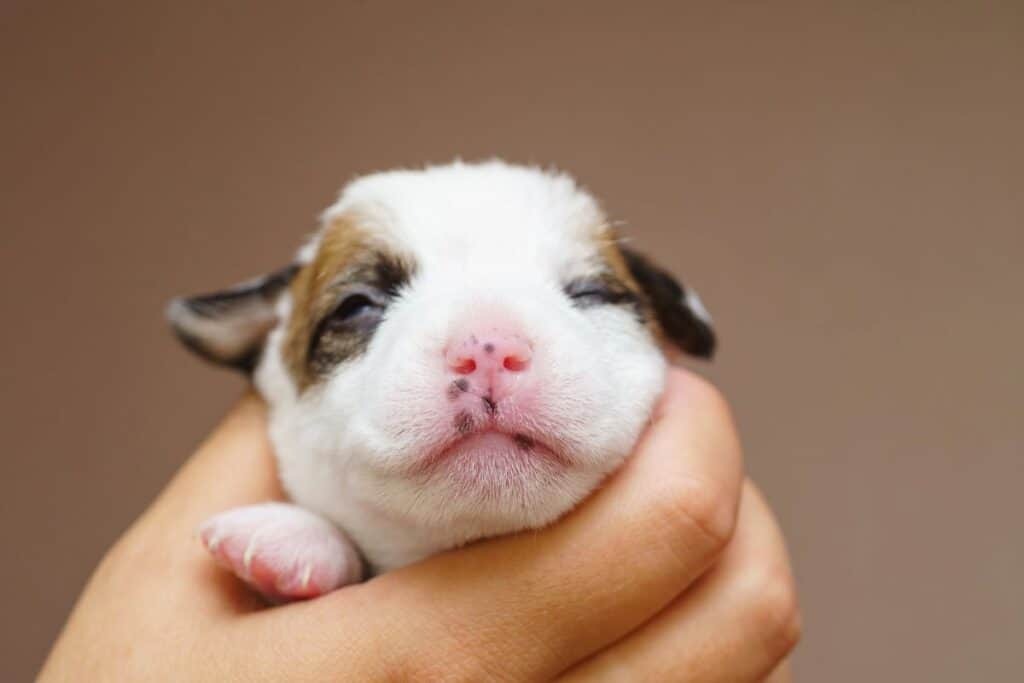 ¿A qué edad abren los ojos los cachorros? Guía semana a semana (2026)
