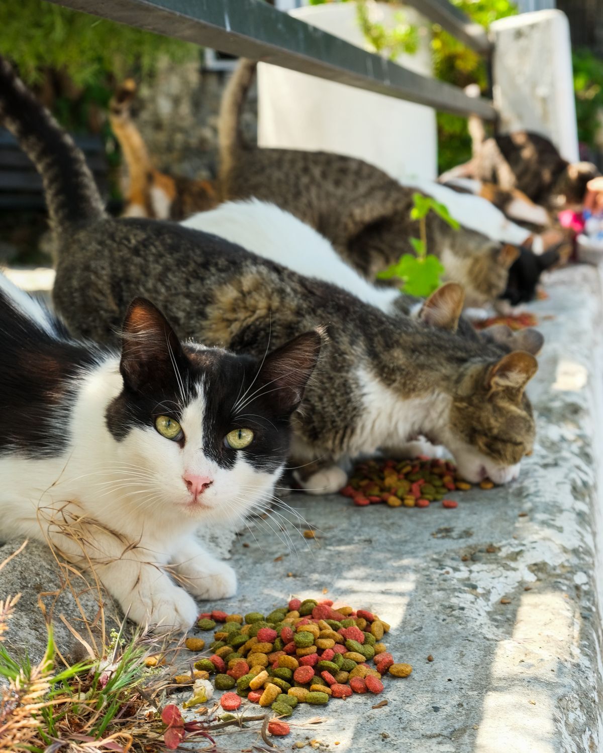 Colonia de gatos callejeros comiendo croquetas en una banqueta