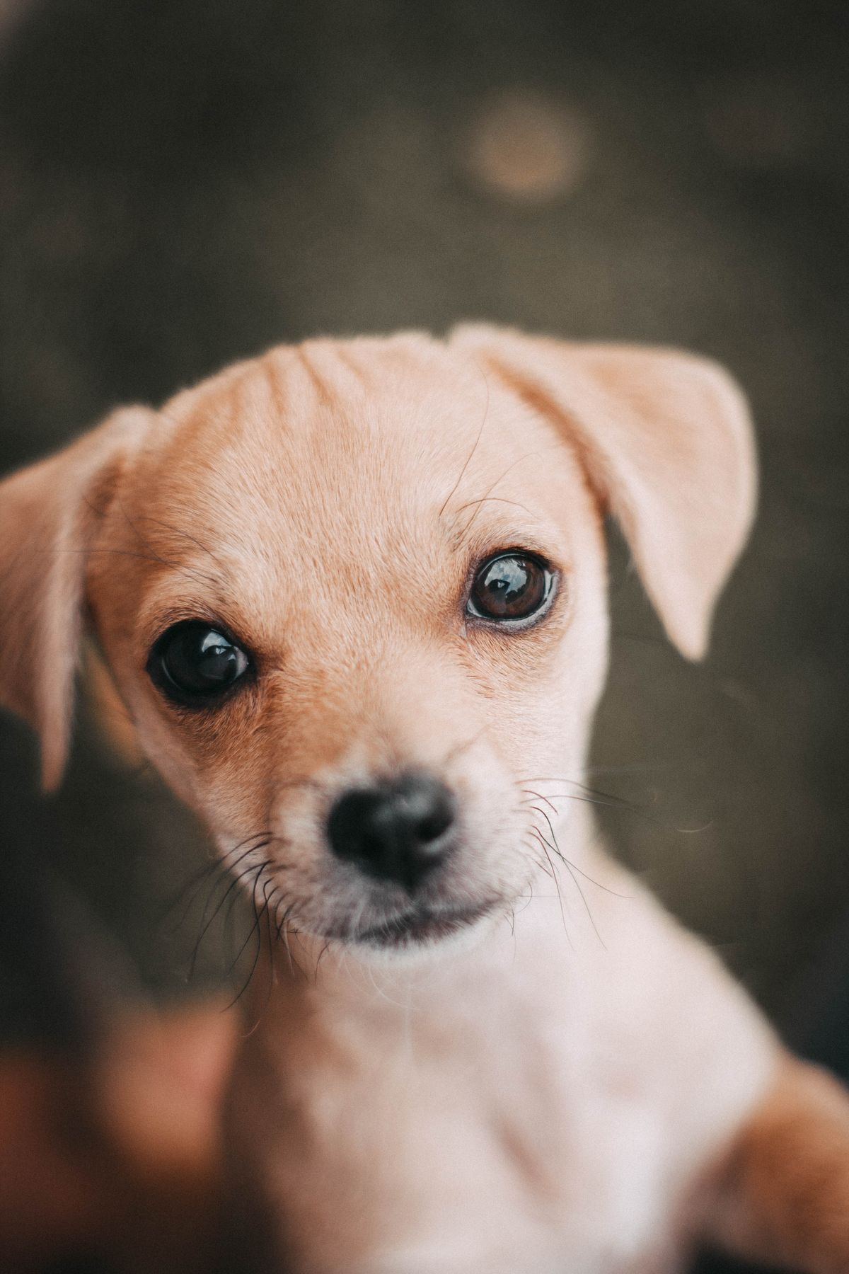 Cachorro joven con los ojos ya abiertos mirando con curiosidad a la cámara