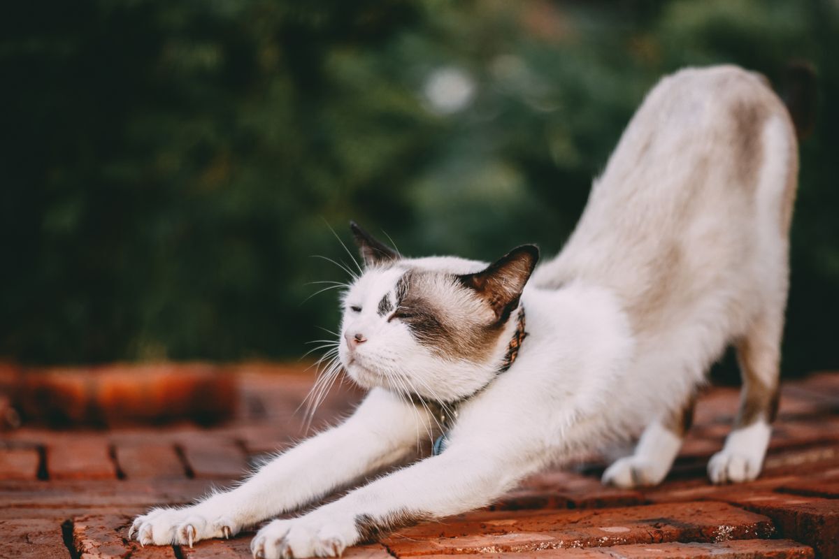 Gato tipo siamés estirándose con energía, listo para jugar