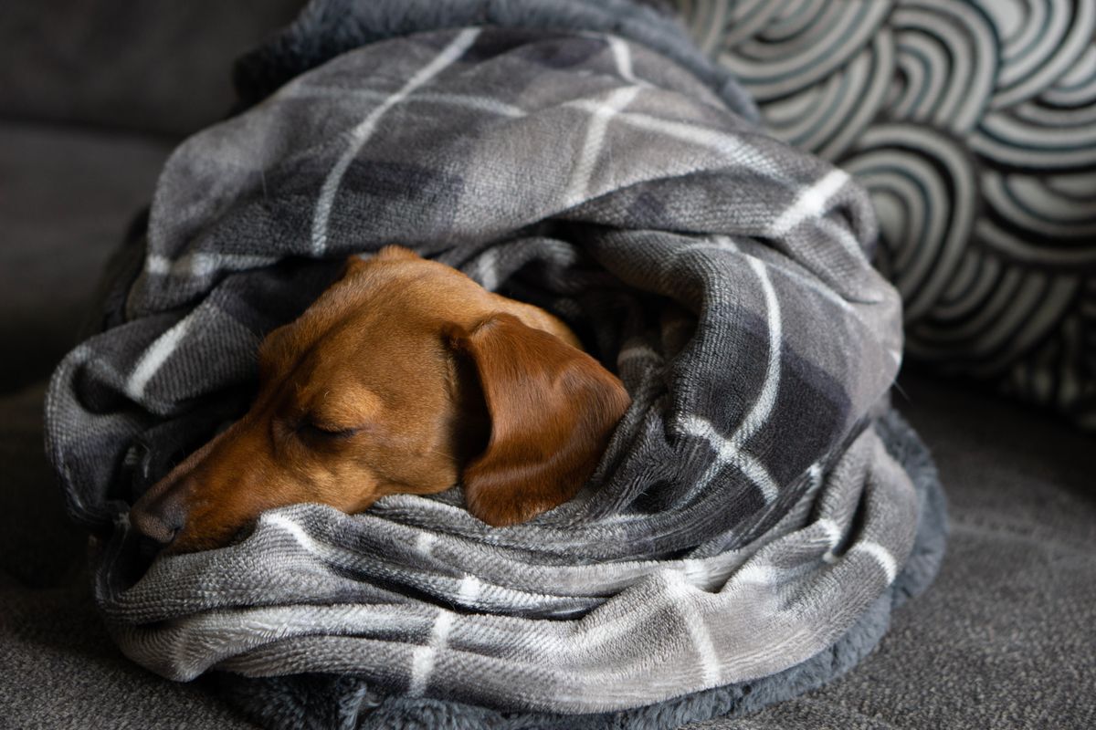 Cachorro teckel durmiendo envuelto en una cobija gris