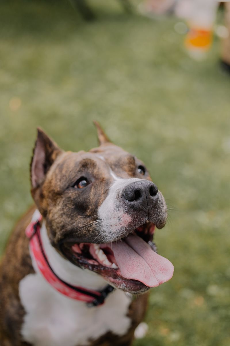 Pitbull atigrado sonriendo con un collar rojo en un parque