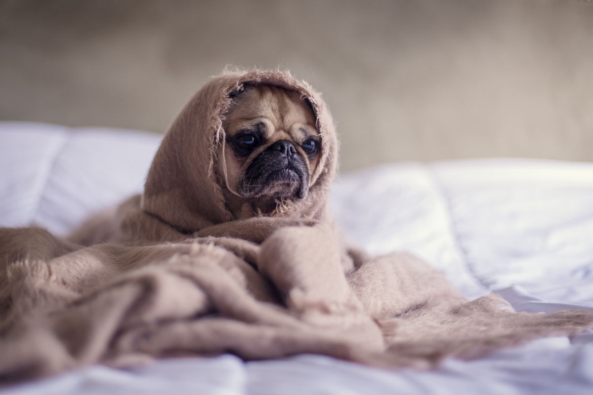 Pug envuelto en una cobija descansando en la cama