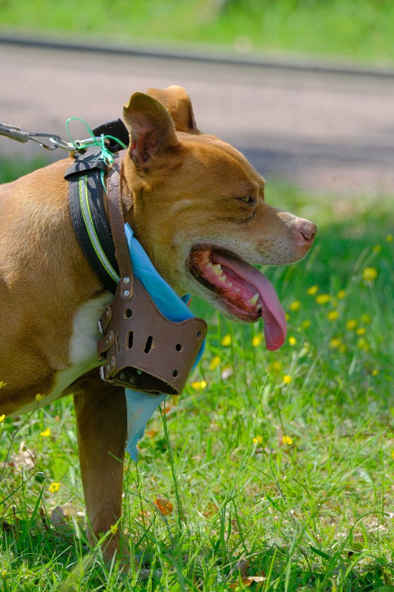 Perro tipo pitbull con bozal de cuero durante un paseo en el parque