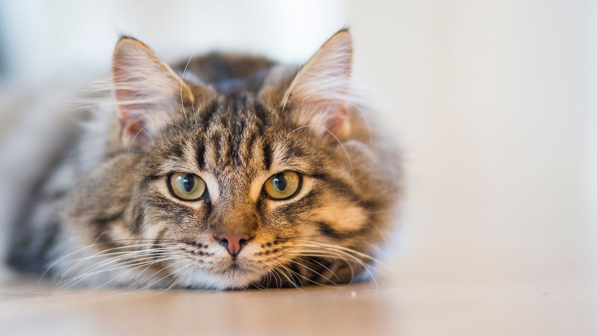 Gato atigrado descansando tranquilo en el suelo de su hogar