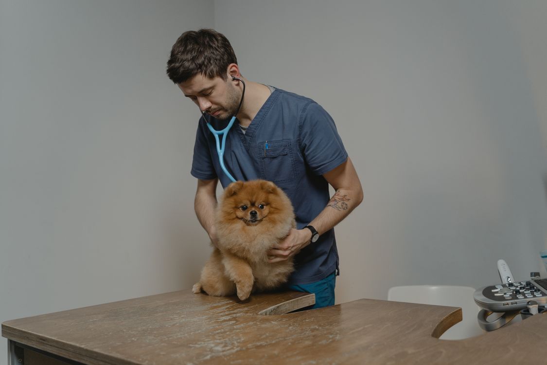 Veterinario revisando a un perro con estetoscopio en la clínica