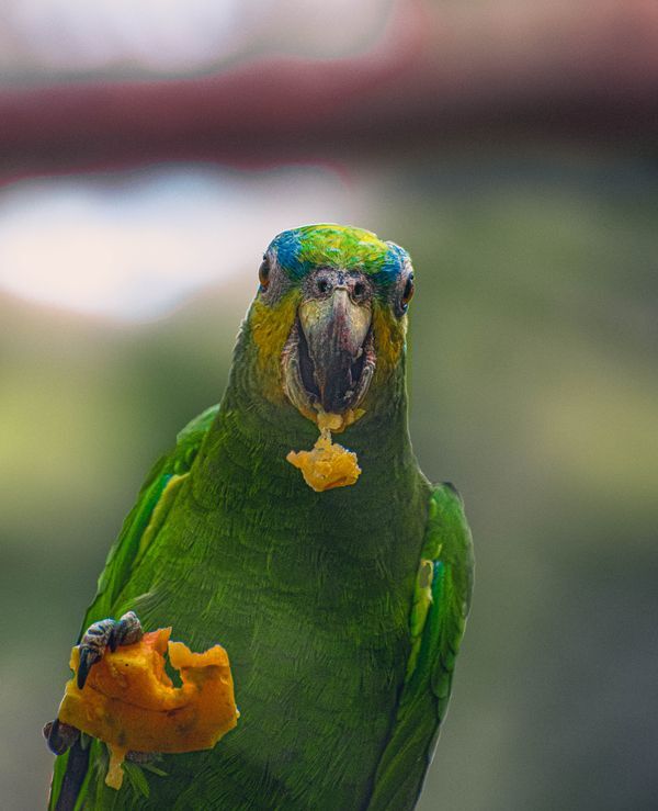 Loro verde comiendo un trozo de fruta y mirando a la cámara