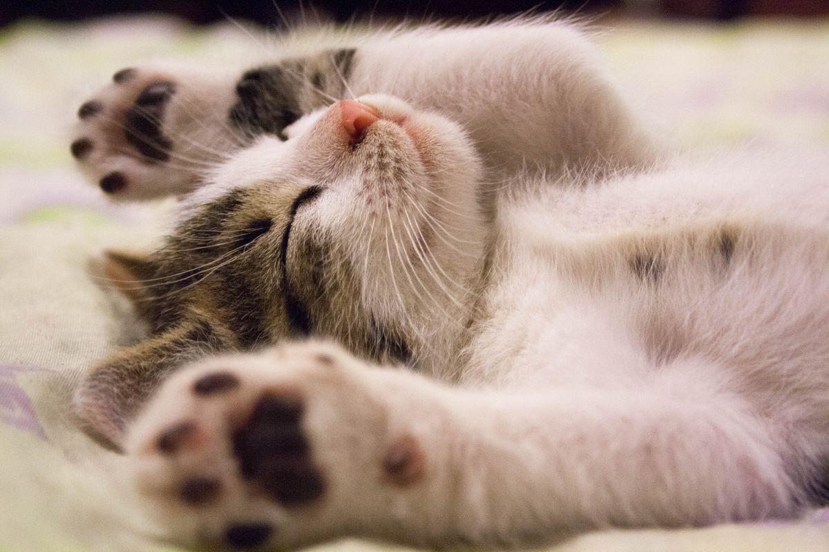 Gato durmiendo panza arriba en la cama, completamente relajado en casa