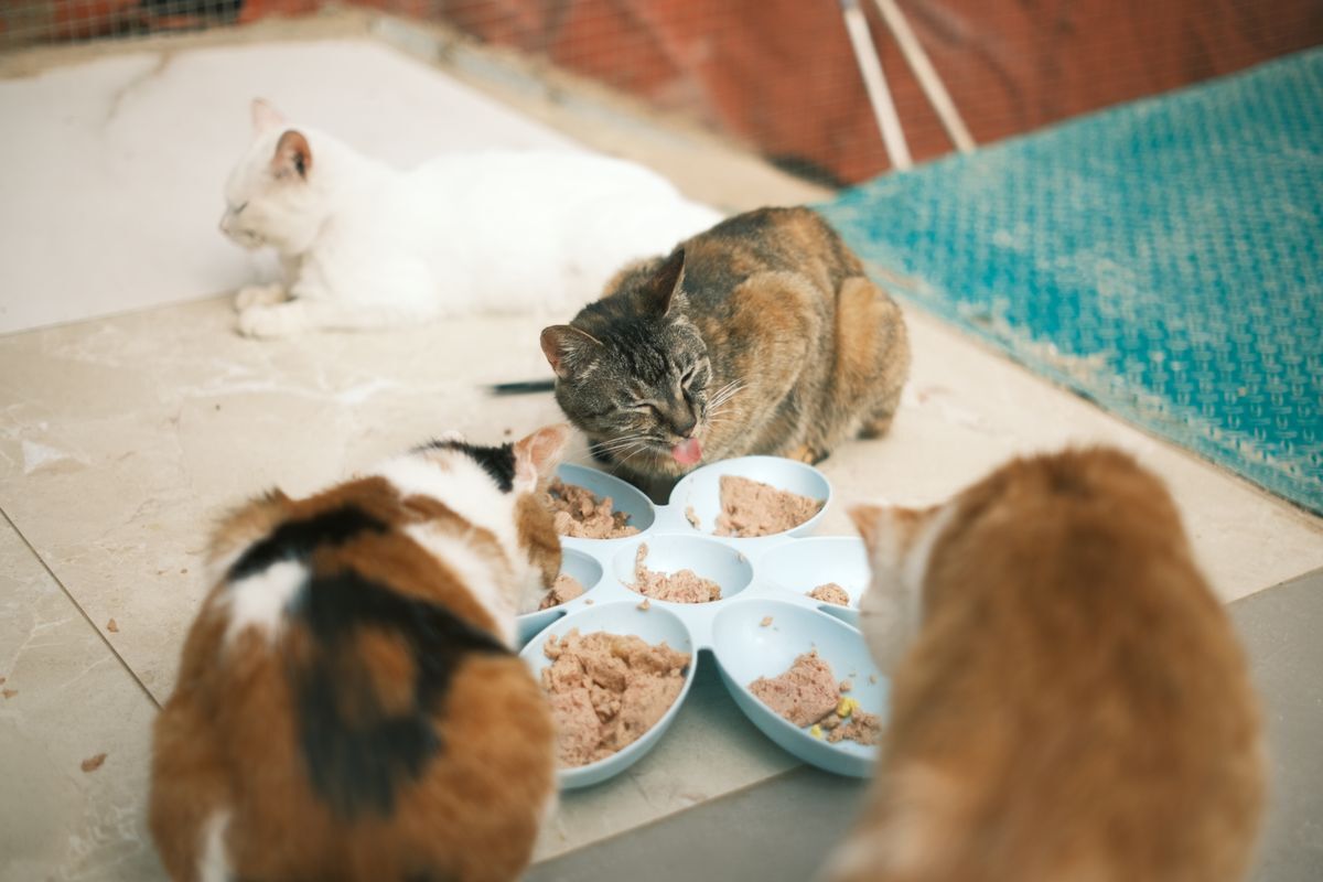 Varios gatos comiendo alimento húmedo de sus platos