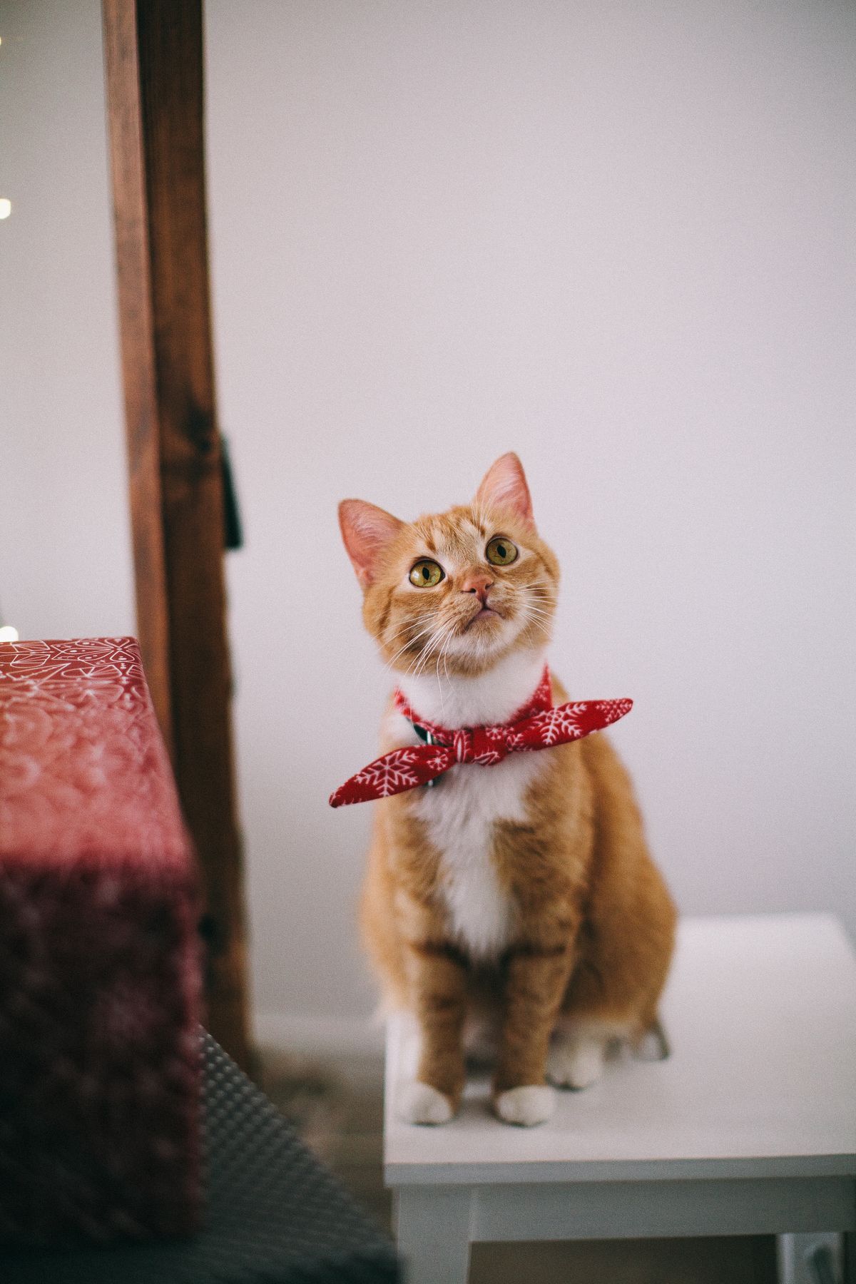 Gato naranja con pañuelo rojo sentado dentro de casa, atento a su dueño