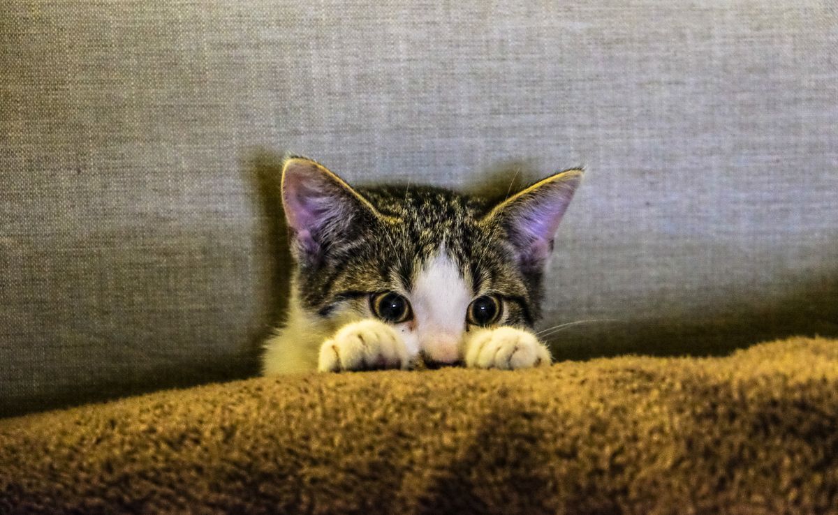 Gatito atigrado asomándose con timidez por encima de un sofá en su nuevo hogar