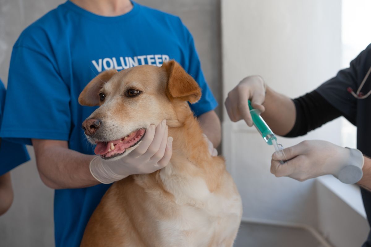 Voluntario sosteniendo a un perro mientras un veterinario prepara una vacuna