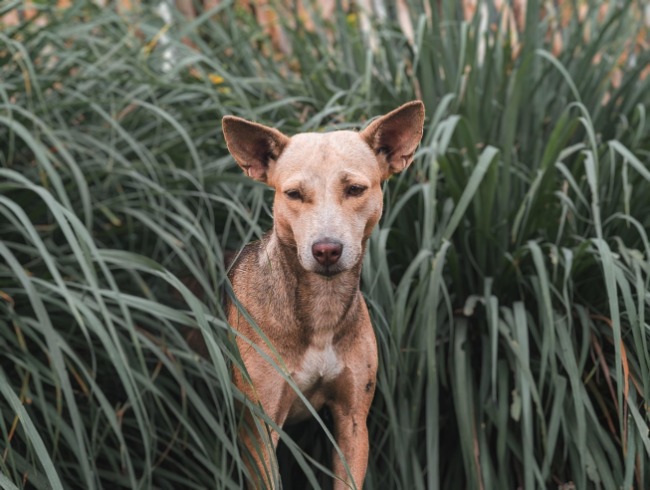 Cómo rescatar a un perro o gato sin hogar: guía responsable en Colombia