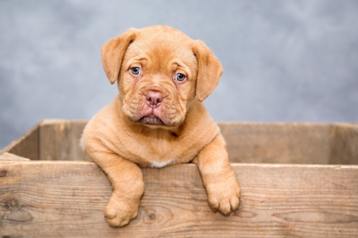 Un anuario especial para perros es la nueva tendencia en Nueva York