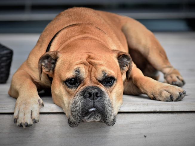 Cuidados esenciales para tu perro en la vejez: Todo lo que necesitas saber