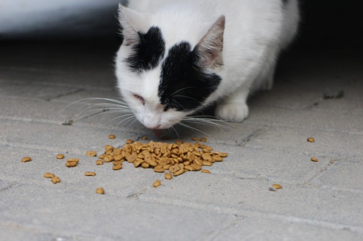 La irresistible atracción de los gatos por Churu
