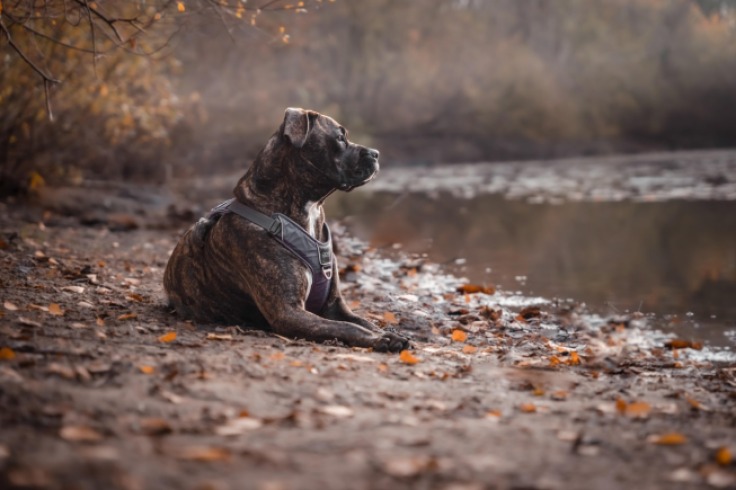 Nombres para pitbulls que reflejan su esencia: De Thor a Luna