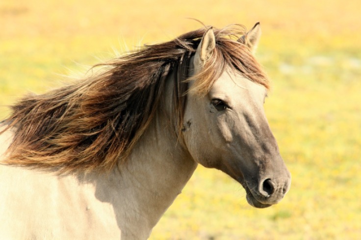 ¿Cómo calcular el costo mensual de mantener un caballo en Colombia?