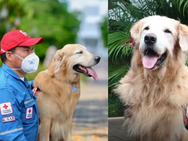 Adiós a Lenox, el héroe canino de la Cruz Roja