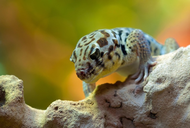 Gecko leopardo: una amenaza silenciosa para la biodiversidad colombiana