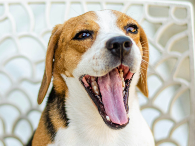 Importancia de la higiene dental en tu perro