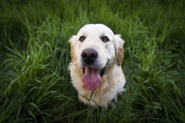 Calvin, el perro con la sonrisa más adorable de Medellín, busca un hogar amoroso