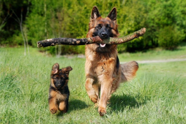 Descubre Expopet 2025: diversión sin límites para tu perro