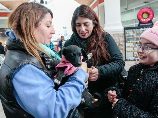 Adoptatón de Amor y Amistad en Medellín: 80 peludos buscan hogar hoy