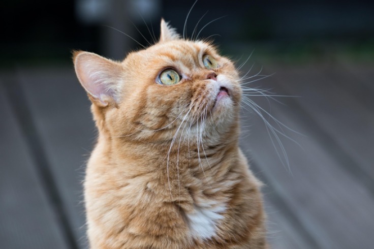 Jornada de adopción en Cartagena: más de 200 gatitos buscan hogar