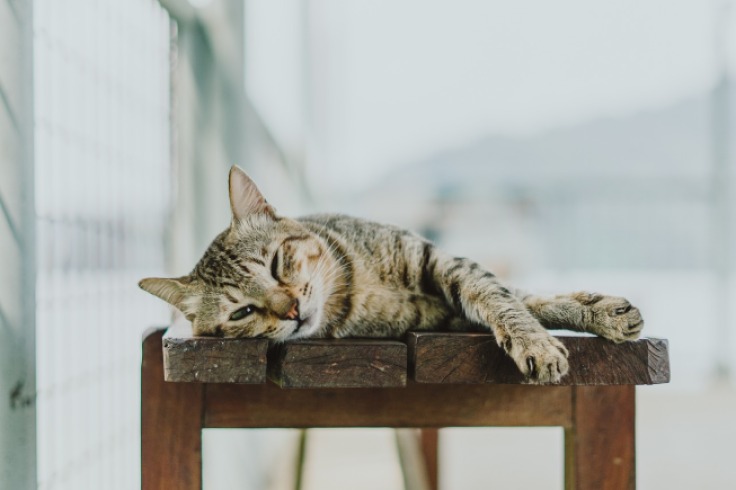 Multas millonarias por no identificar a tu gato con microchip