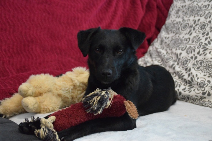 La disonancia en adopciones: el síndrome del perro negro