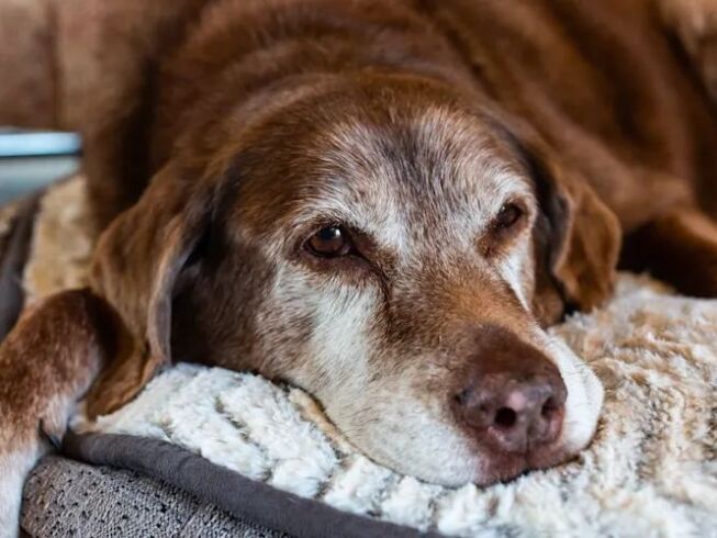 Incontinencia urinaria en perros: causas, síntomas y qué hacer