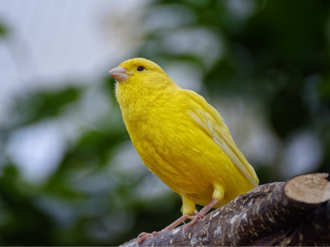 ¿Es bueno tener pájaros como mascotas? Todo lo que necesitas saber