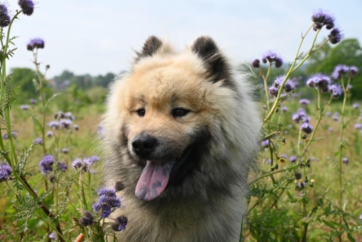 El poder del adiós: un emotivo adiós entre perros