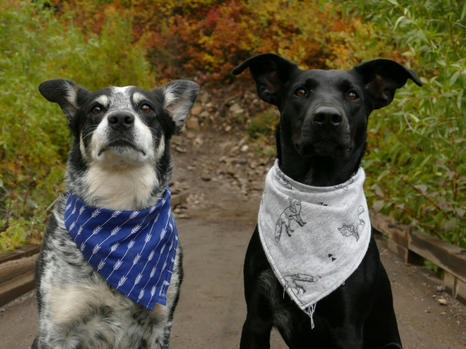 ¿Por qué los bigotes de los perros son tan importantes?