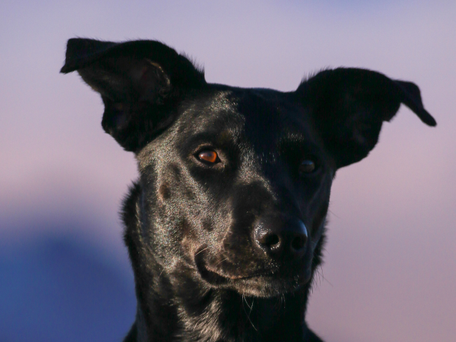 Del miedo al amor: un perro negro cambió mi hogar