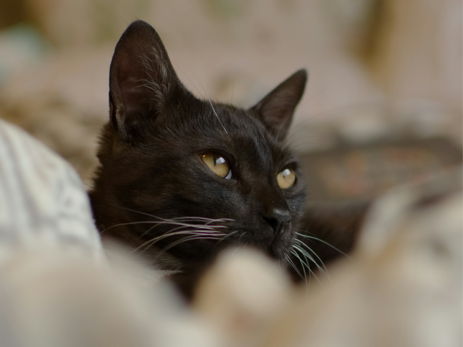 ¿Por qué los gatos negros son tan especiales?