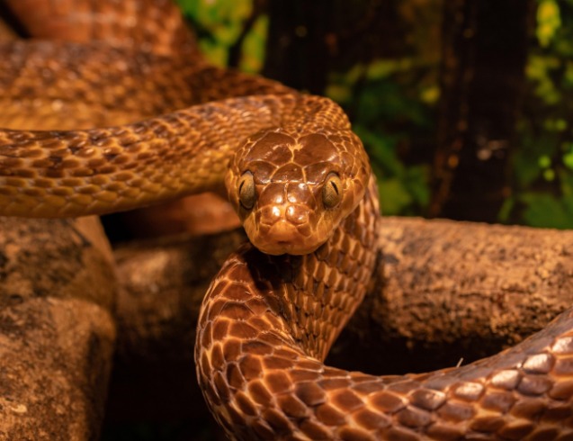 Hombre revisa cámara y descubre sorpresa reptiliana