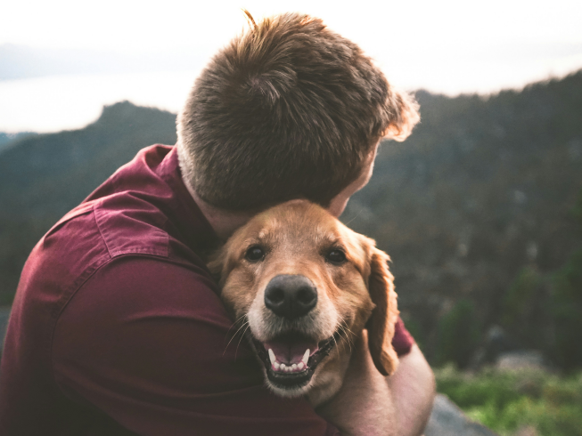 Cómo integrar una nueva mascota en casa: guía de adaptación y cuidados