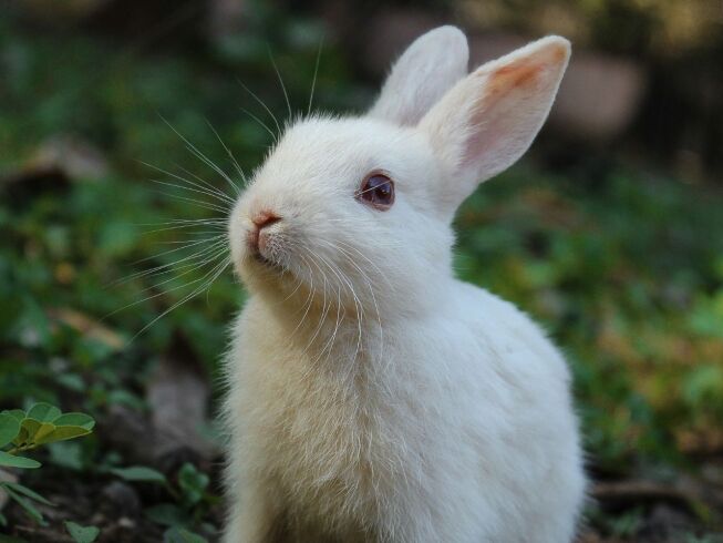 ¿Cómo se llama la cría del conejo?