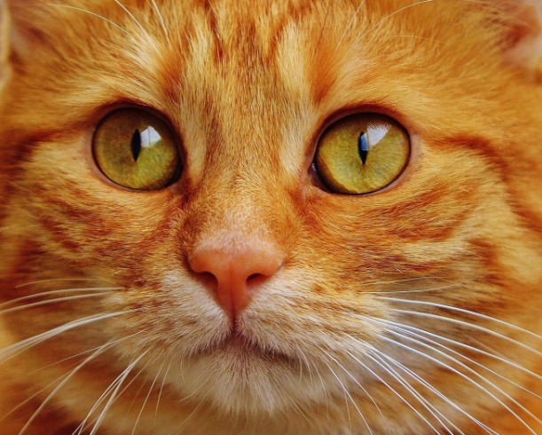 ¿Cuál es la mejor edad para dar Churu a tu gato?