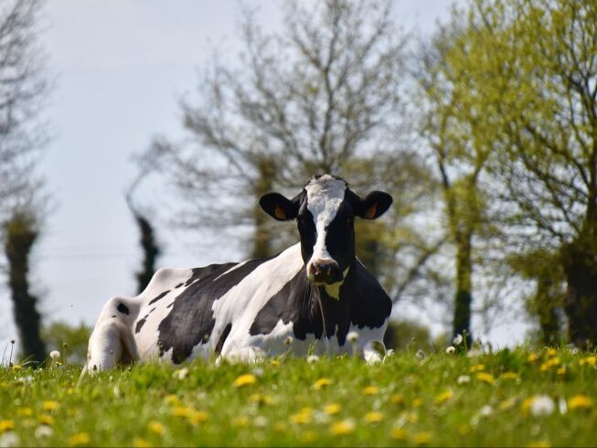 Duración del embarazo de una vaca: detalles y cuidados