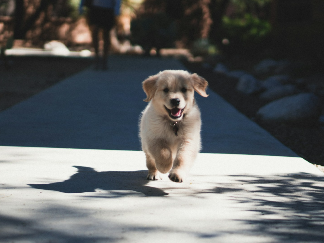 ¿Por qué los perros se escapan y cómo evitarlo?