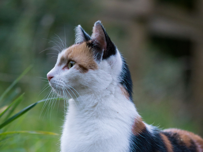 Cómo los gatos se despiden de su dueño