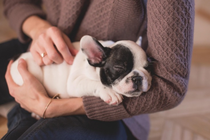 La triste historia de Quipitos: el bulldog francés abandonado en Bogotá y la importancia de la adopción responsable