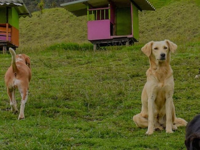 Fundación TEPA: esperanza para perros mayores abandonados