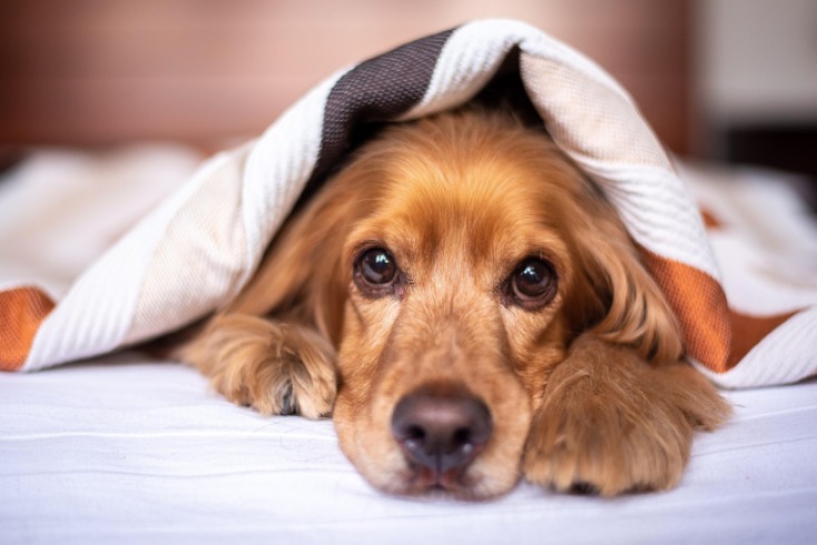 Fundación Colitas Felices busca apoyo urgente para trasladar más de 100 animales a un nuevo hogar seguro