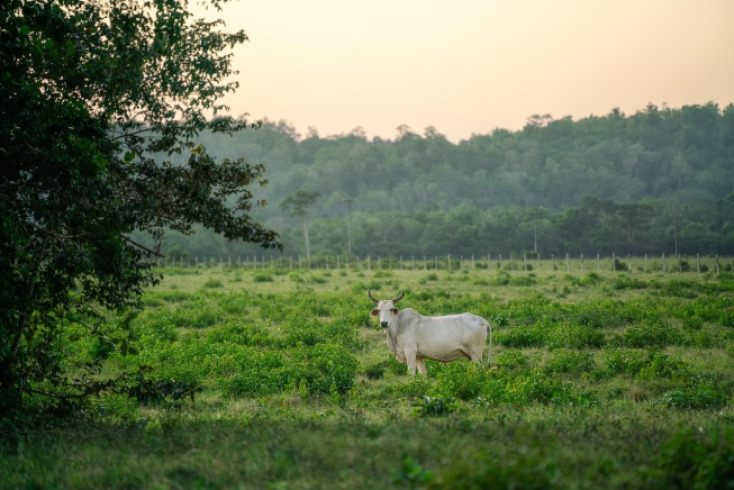 Manny, la vaca con polimelia que encontró una familia