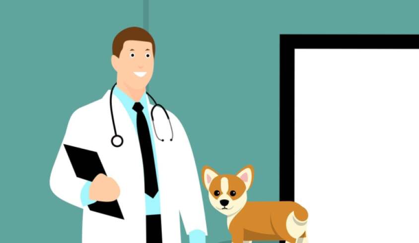 Santander implementa programa pionero de esterilización gratuita para mascotas